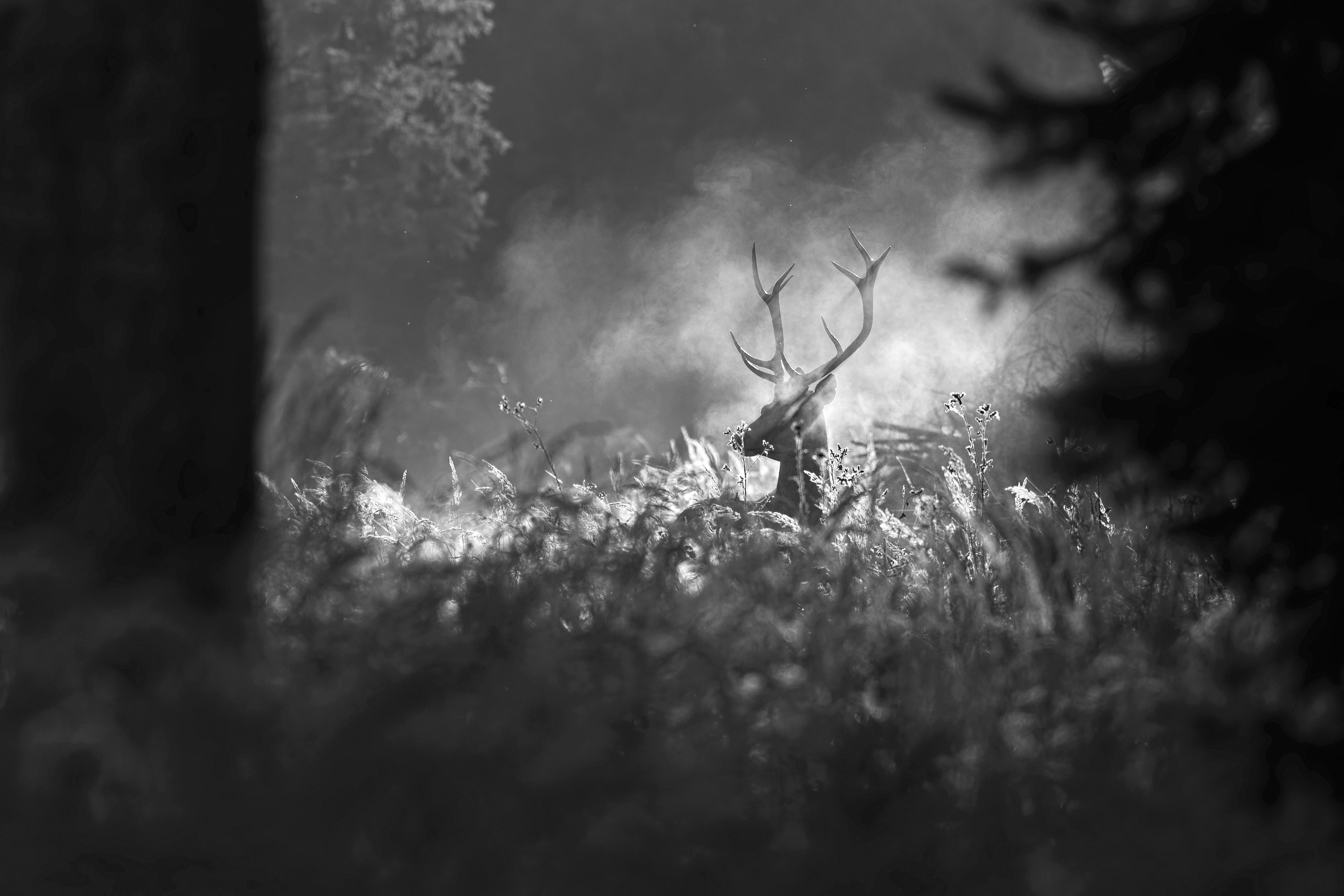 Deer in the morning mist