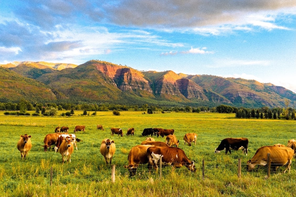 LPEA Farm Cows