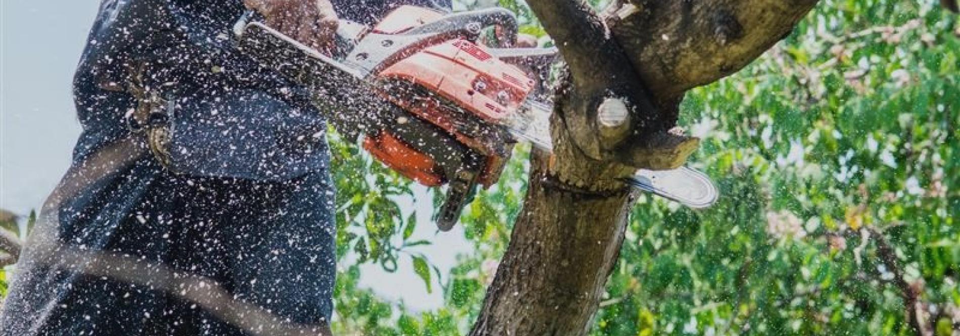 A person chainsaws a tree branch