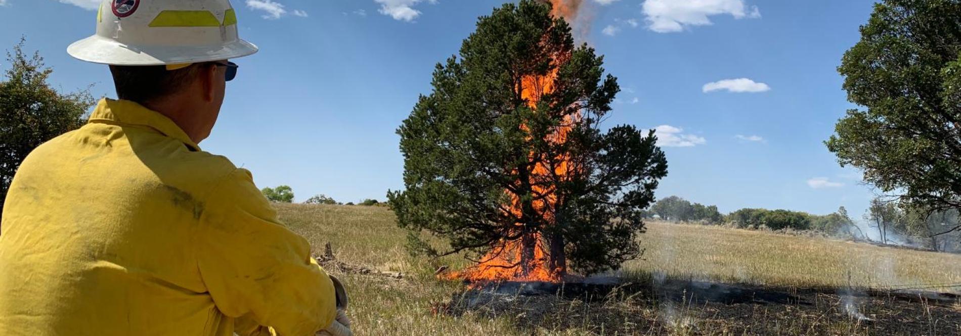 Wildfire