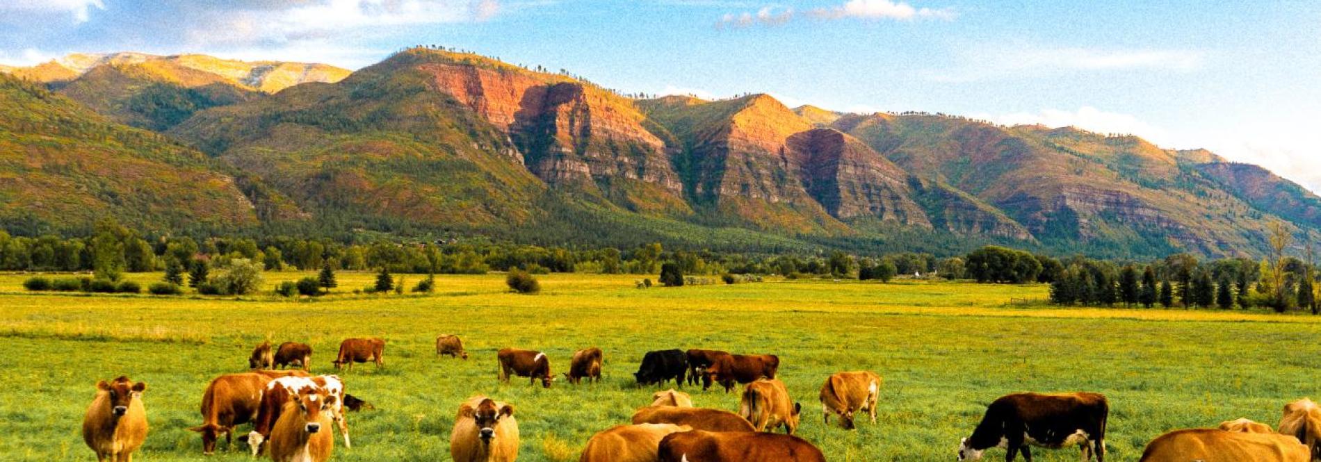 cows grazing